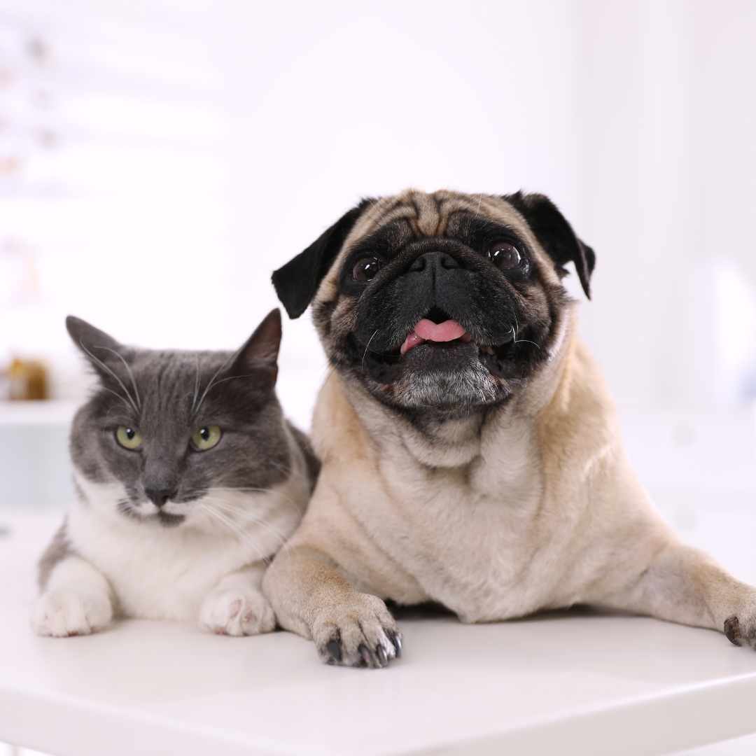 Gray cat and happy pug
