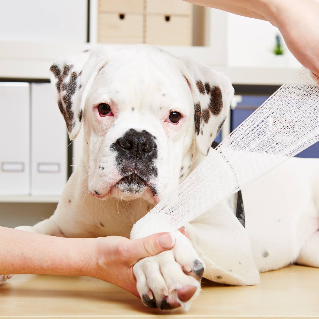 a dog with a bandage on its paw