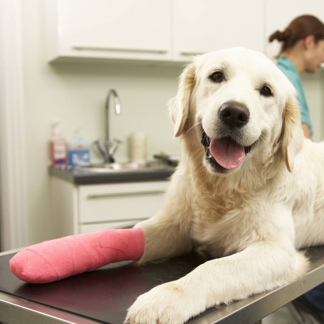 a golden retriever dog with a cast on its leg