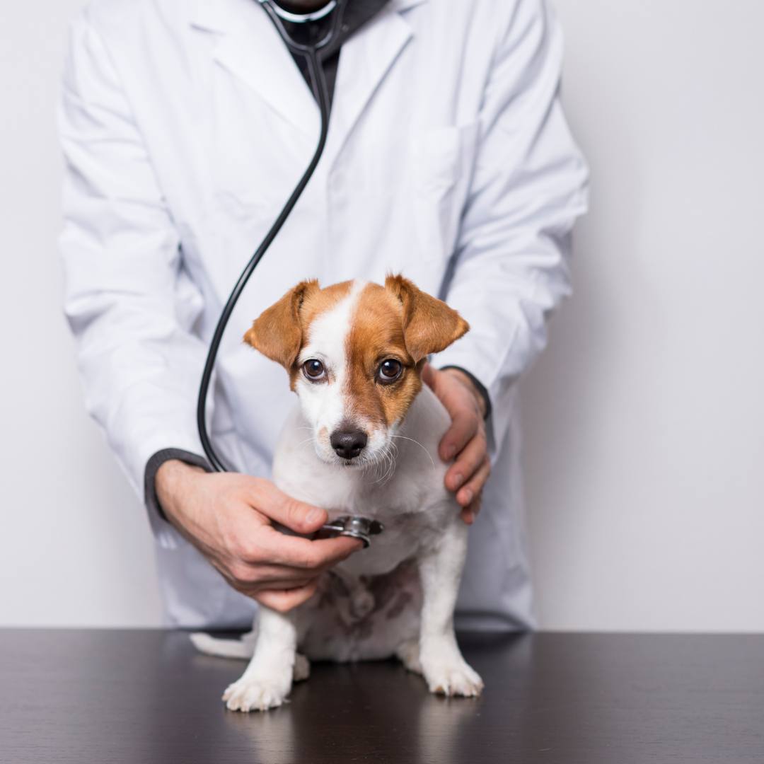 a person in a white lab coat is examining a dog with a stethoscope