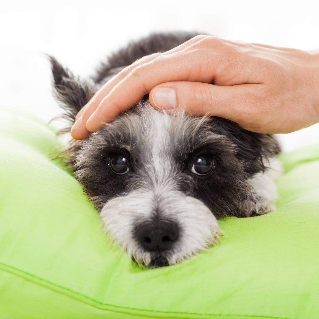 a small dog laying on a green pillow