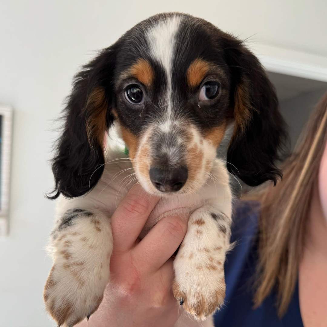 a small puppy being held