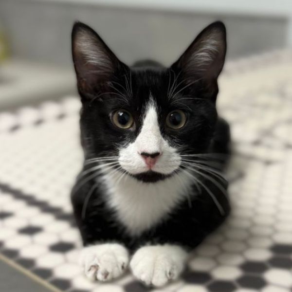 A black and white cat sitting on top of a rug