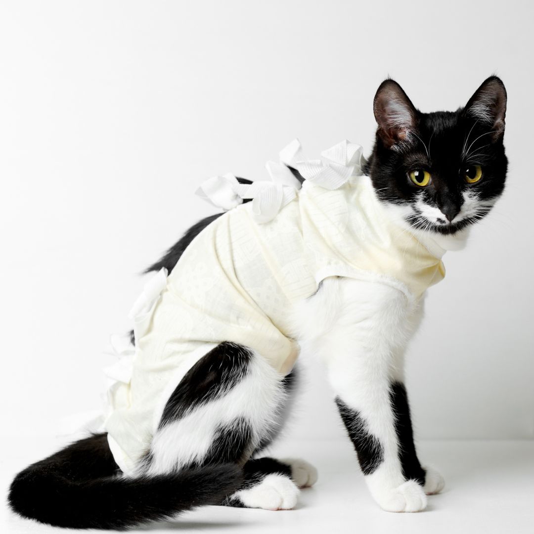 A black and white cat wearing a white dress