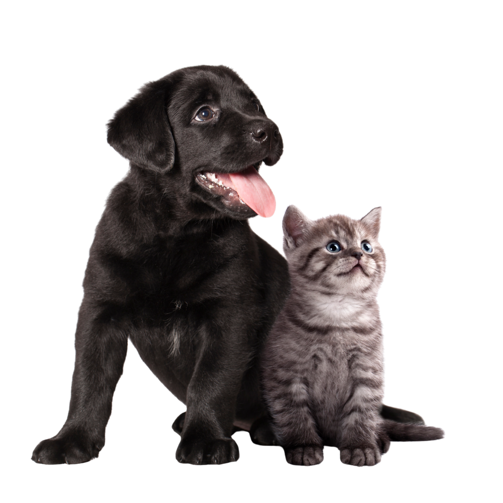 A dog and a kitten sitting