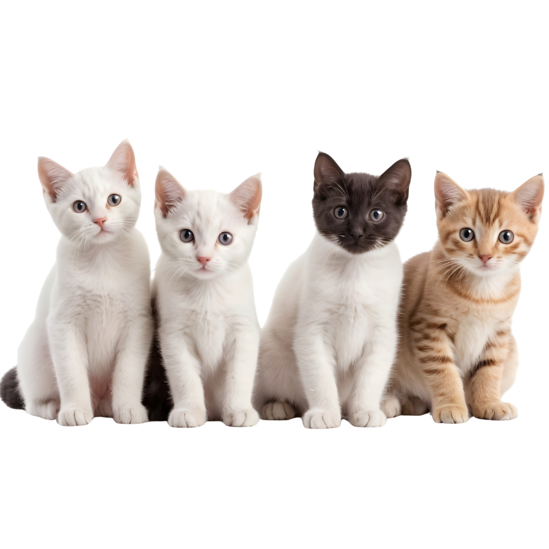 A group of kittens sitting in front of a white background