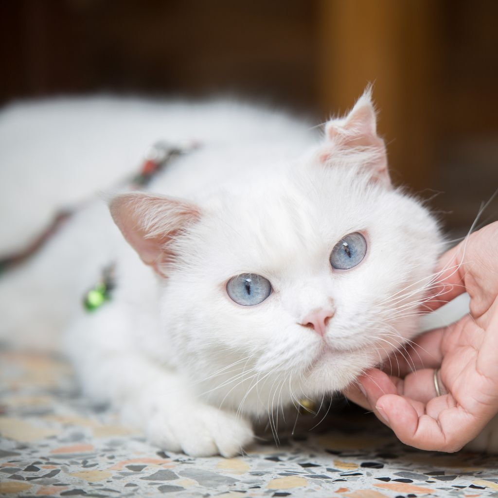 A person petting a white cat with blue eyes