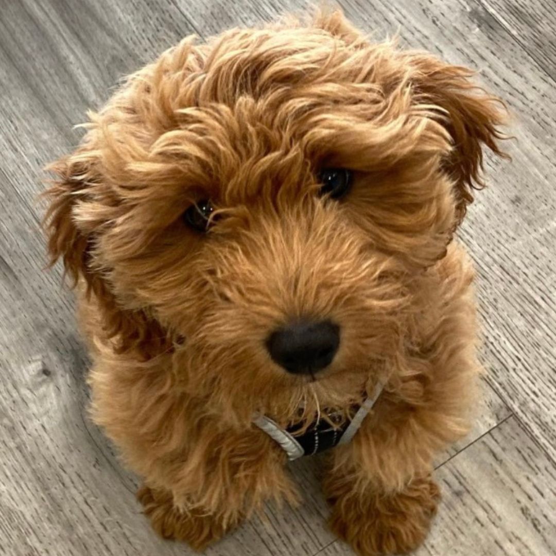 A small dog sitting on top of a wooden floor