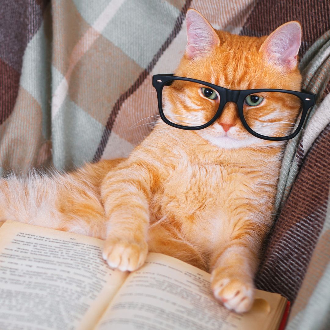 An orange cat wearing glasses and reading a book
