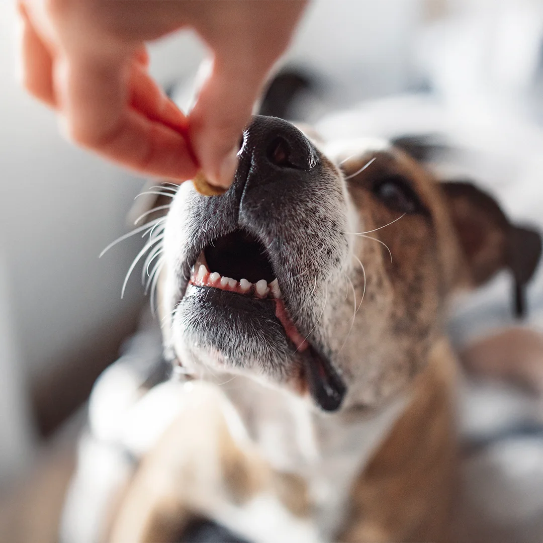 Close-Up of Dog Receiving a Treat