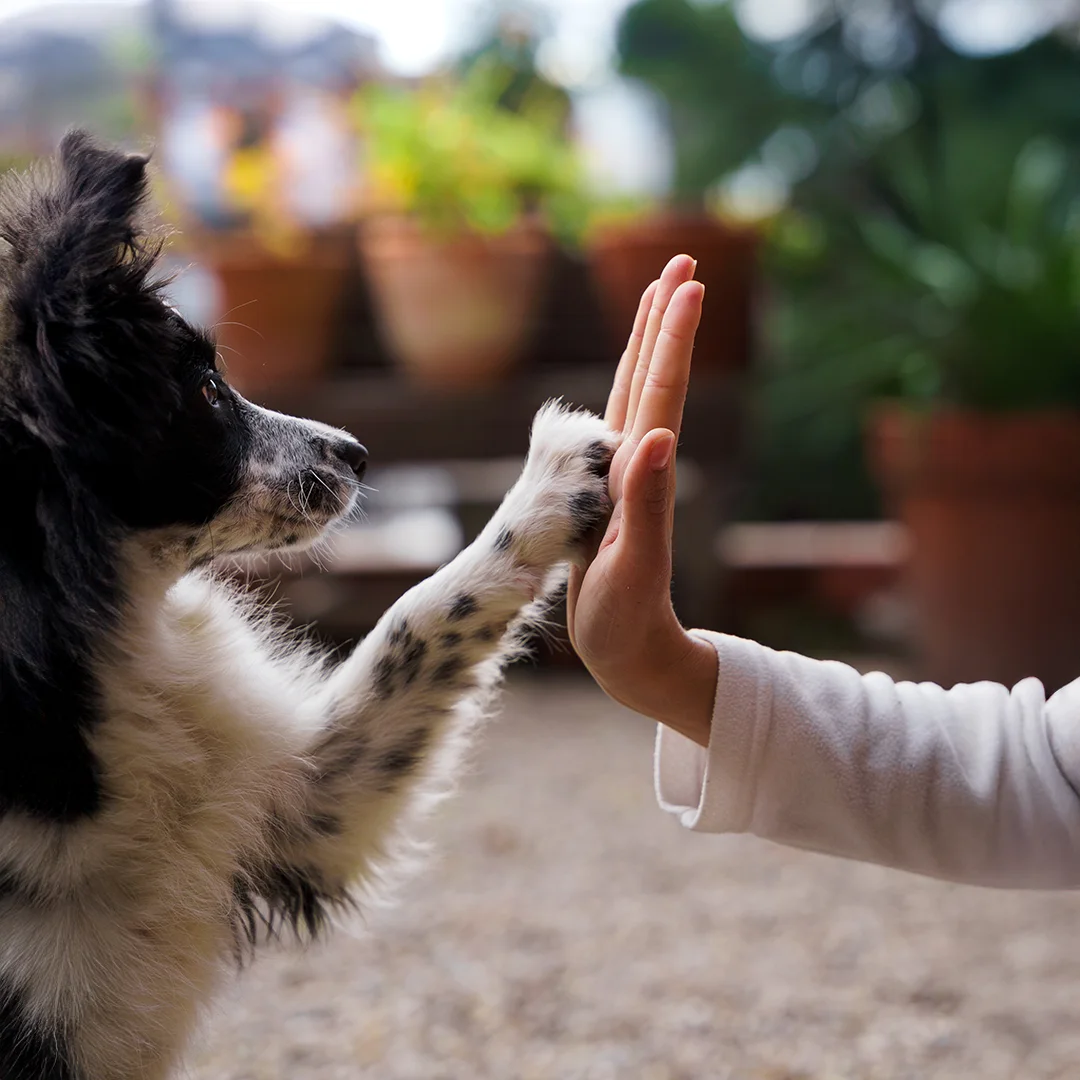 A black and white dog raises its paw to touch a human hand in a high-five gesture, with a blurred outdoor background.