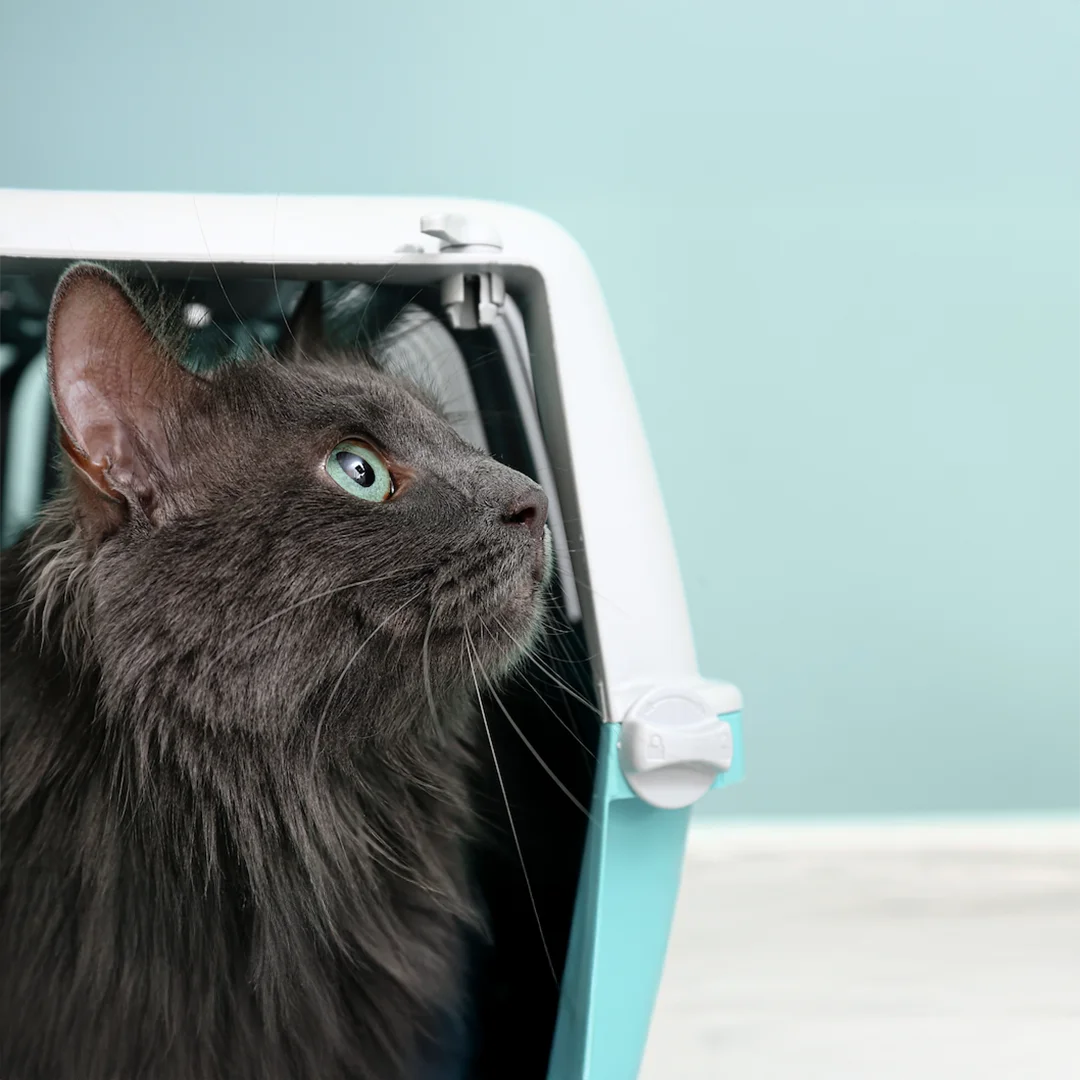 a cat with blue eyes sitting on a table