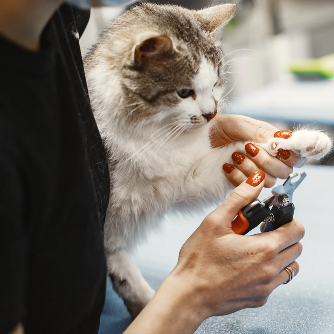 cat getting nails trimmed