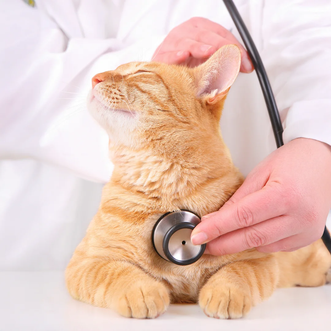 A relaxed orange tabby cat sits calmly as a veterinarian in a white coat listens to its heart with a stethoscope.