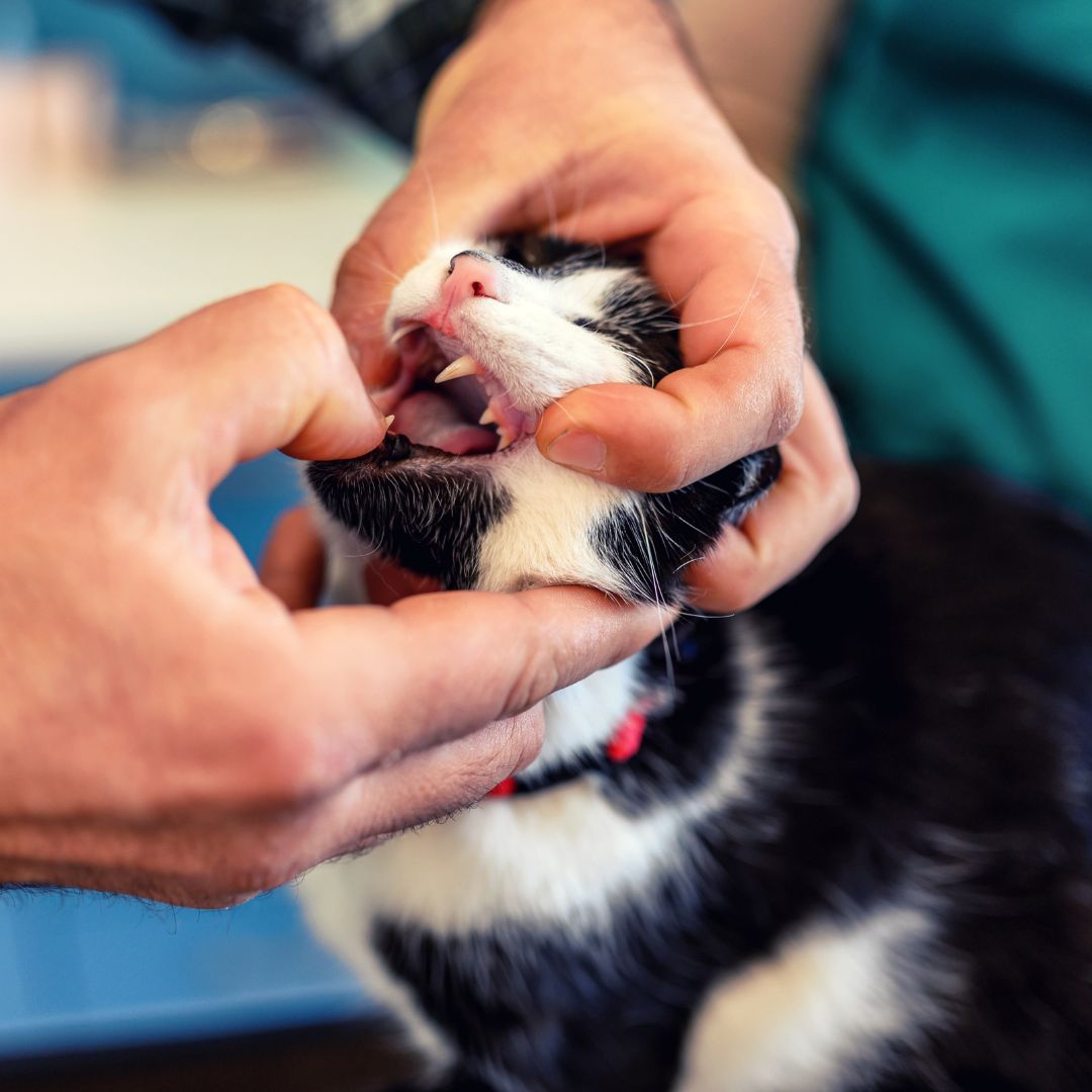 a black and white cat being examined by a vet