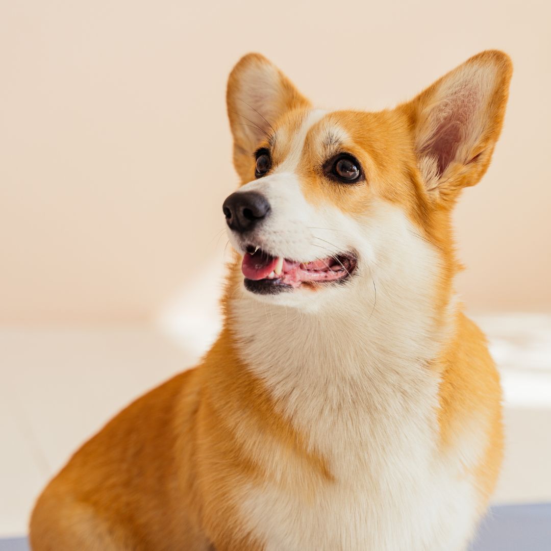 a brown and white dog sitting on a blue mat