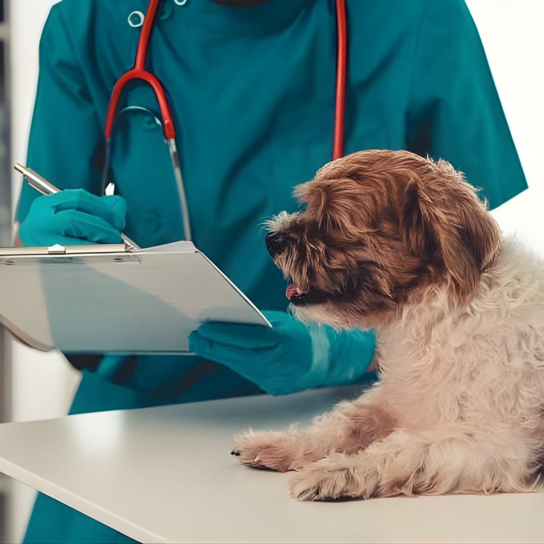 a dog sitting on a desk next to a vet