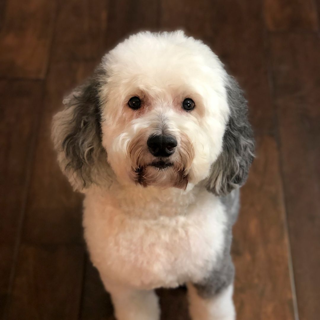 a dog sitting on a hardwood floor