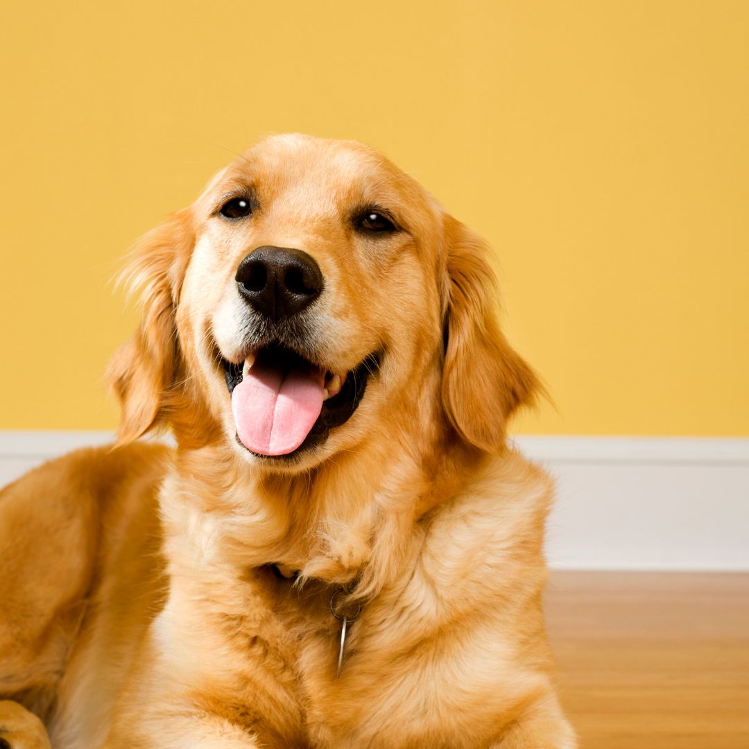 a golden retriever laying on the floor with a tennis ball